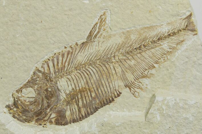 Bargain, Detailed Fossil Fish (Diplomystus) - Wyoming #349625